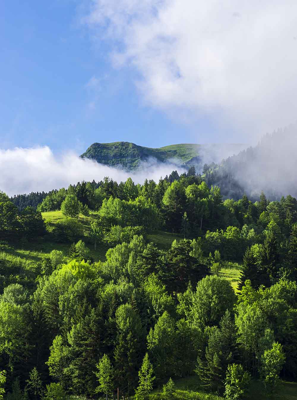 Madenci Orman